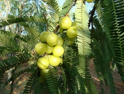 Amla oil