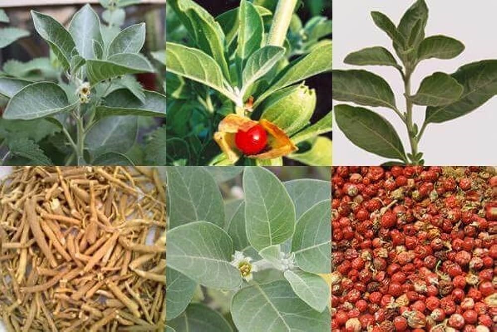 Ashwagandha oil