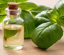 Basil oil