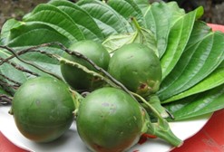 Betel leaf oil