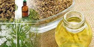 Caraway oil