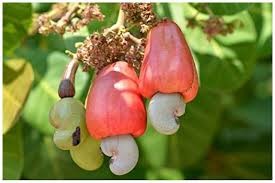 Cashew nut oil