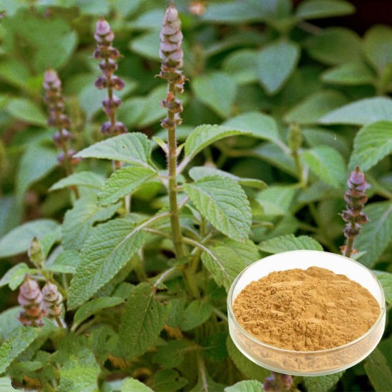 Coleus forskohlii 