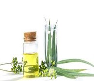 Eucalyptus oil