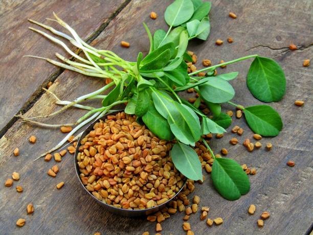 Fenugreek Extract 