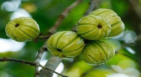 Garcinia Cambogia Extract