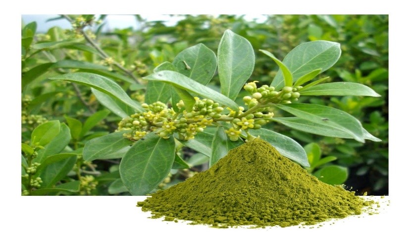 Gymnema Extract