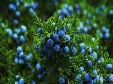 Juniper Berry oil