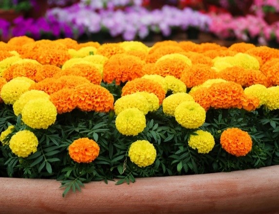 Marigold oil Lutein