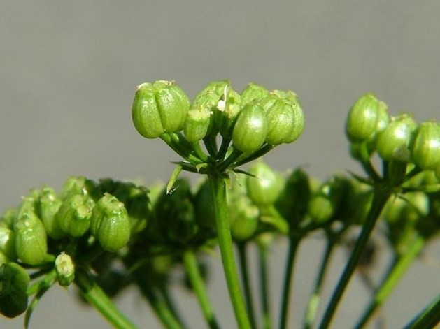 Parsley oil