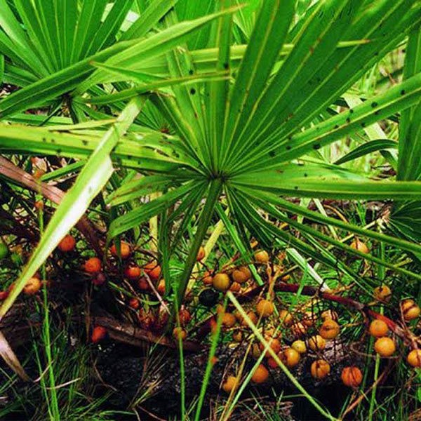 Saw Palmetto Extract 