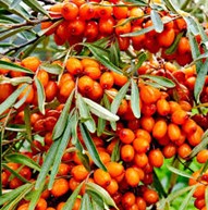 Sea buckthorn oil